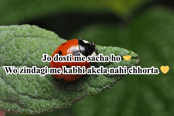 
free govt job alert dosti shayari